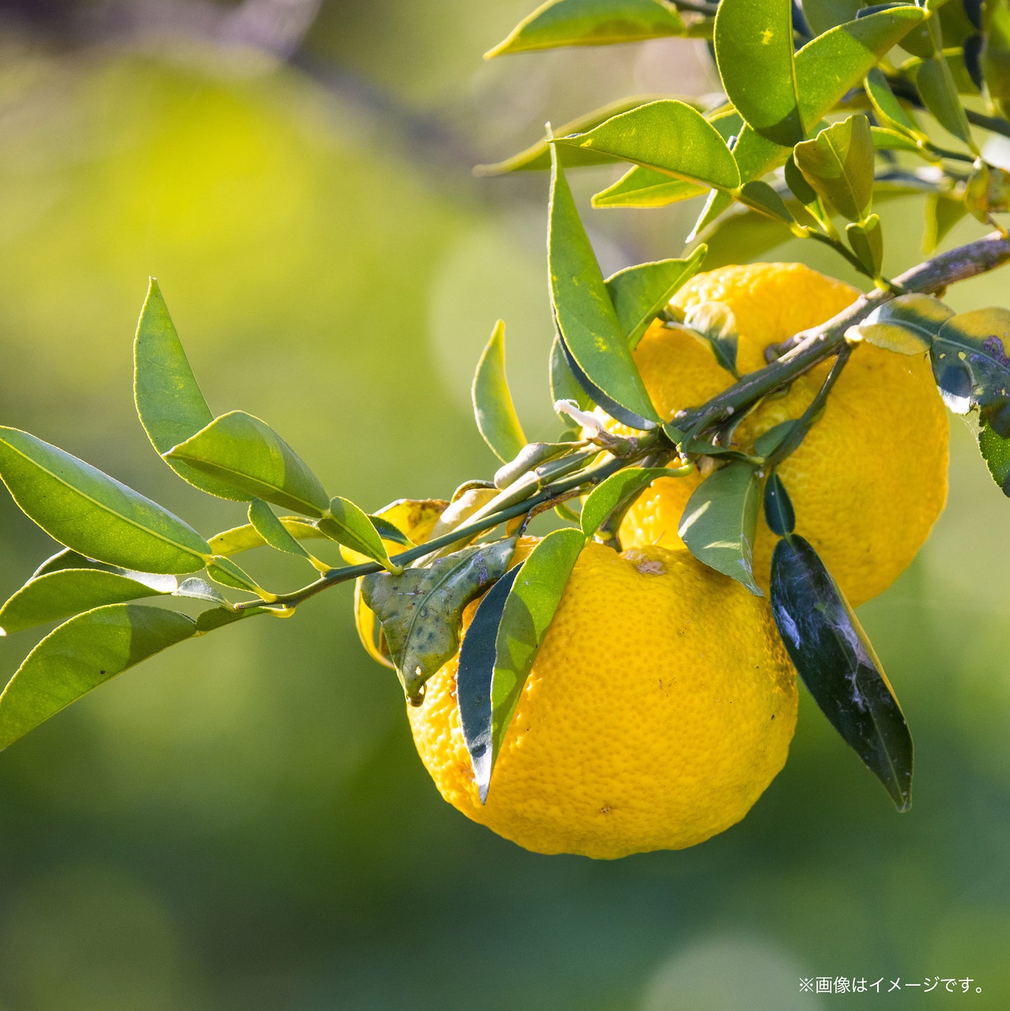 Homegrown -Organic Yuzu Saison-